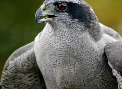 Northern Goshawk