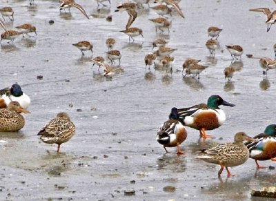 Northern Shovelers jigsaw puzzle