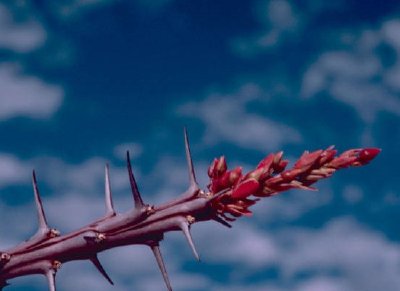 Ocotillo