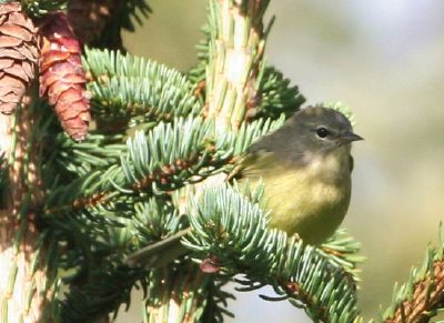 Warbler dalla corona arancione