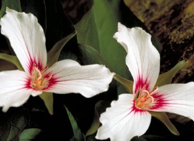 Målad trillium