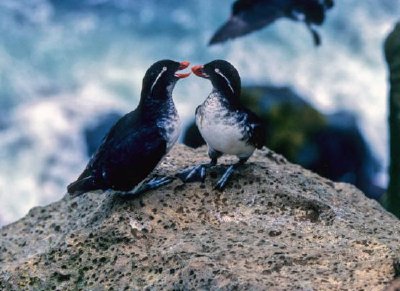 Auklets z papużek falistych