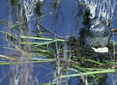 Pied-billed grebe