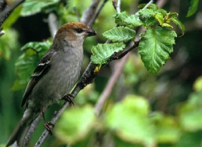 Pino Grosbeak