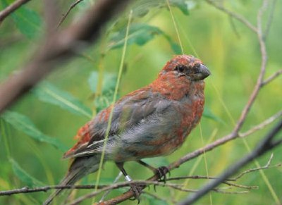 Juvenil Pine Grosbeak