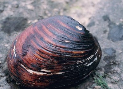 Pink Mucket Pearlymussel