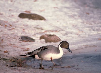Pintail jigsaw puzzle