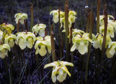 Plantes à pichet