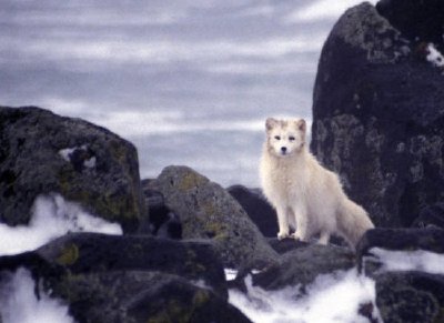 Pribilof Island Oil Spill, M / V Citrus 1996 Arctic Fox vasculha em busca de carcaças (Álbum)