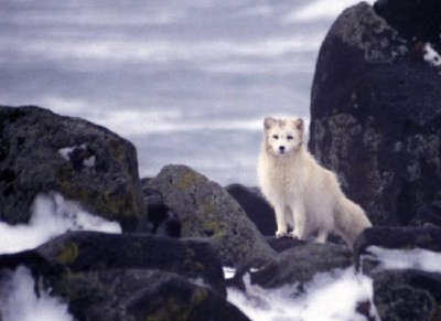 Déversement d'hydrocarbures sur l'île Pribilof, M / V Citrus 1996 Renard arctique récupère les carcasses (Album)