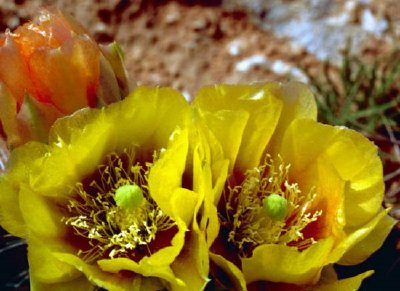 Prickly Pear Cactus jigsaw puzzle