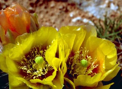 Prickly Pear Cactus