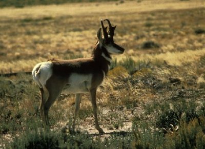 Antílope Pronghorn