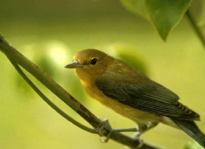 Warbler protonotario