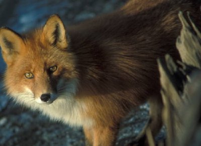 Red Fox à Shipwreck Courtney Ford