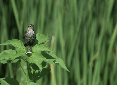 Rotflügeliger schwarzer Vogel (weiblich)