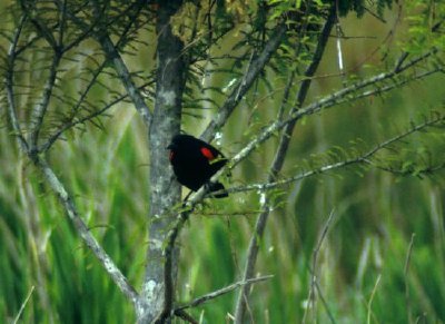 Red-winged Blackbird jigsaw puzzle