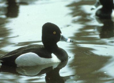 Pato de cuello anillado