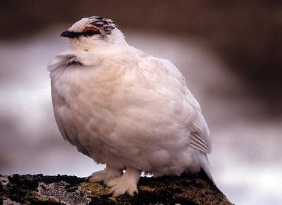 Ptarmigan skalny w upierzeniu zimowym