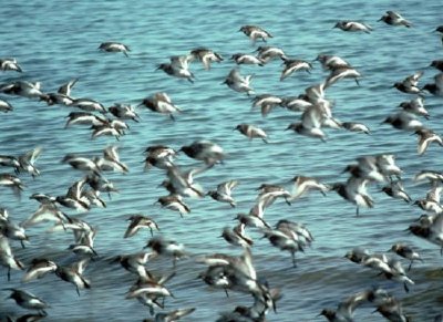 Rock Sandpipers jigsaw puzzle