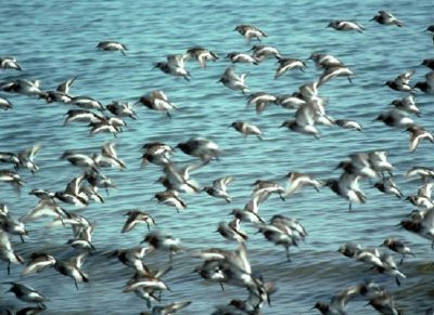 Sandpipers de roca