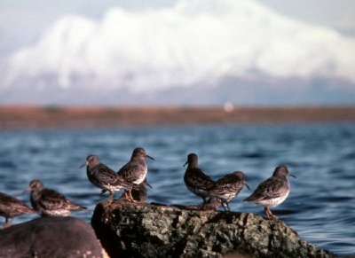 Rocky Sandpipers w Rocky Shoreline