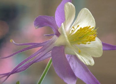 Rocky Mountain Columbine