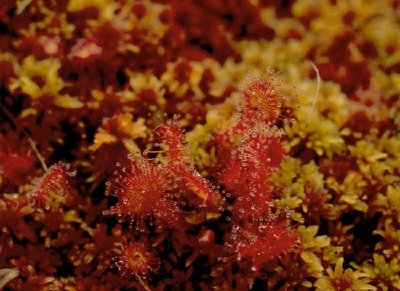 Round Leaf Sundew jigsaw puzzle