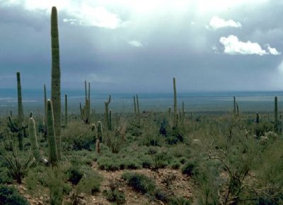 Saguaro kaktus