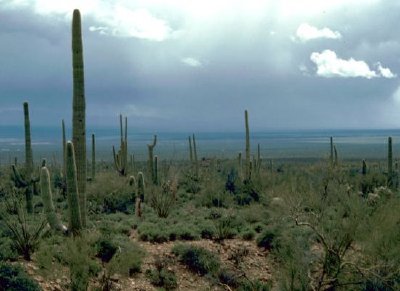 Cacto Saguaro