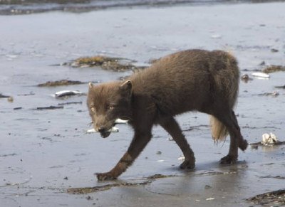 Camp de renard sud de Sanak, renard arctique