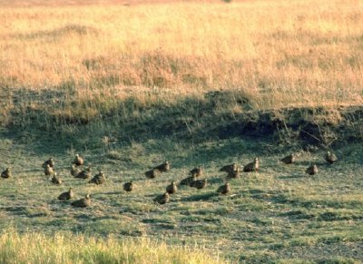 Tétras des sables