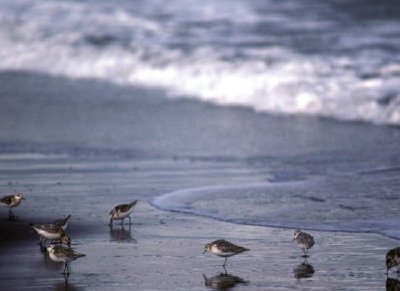 Sanderlings an der Küste