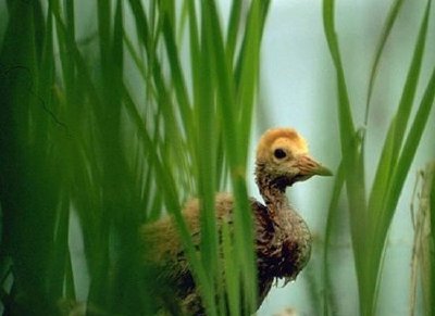 Sandhill Crane Colt в Марш