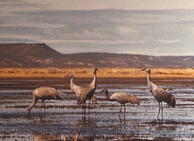 Grues du Canada