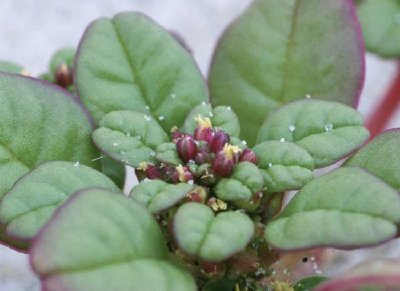 Seabeach Amaranth