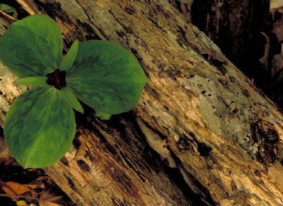 Sessile trillium