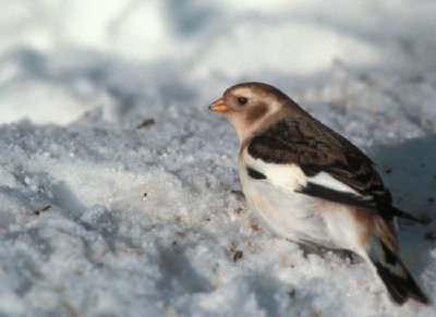 Snow Bunting, plumagem não reprodutiva