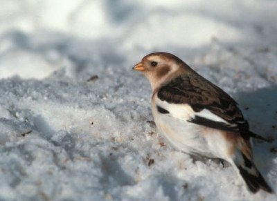 ユキホオジロ、非繁殖羽