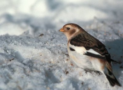 Snow Bunting, nicht brütendes Gefieder