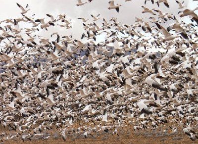 Snow Geese