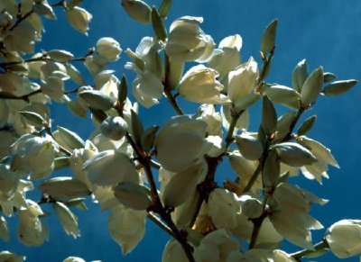 Soaptree yucca