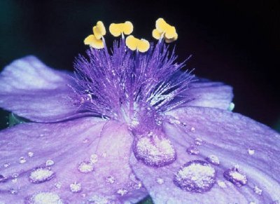 Spider Wort