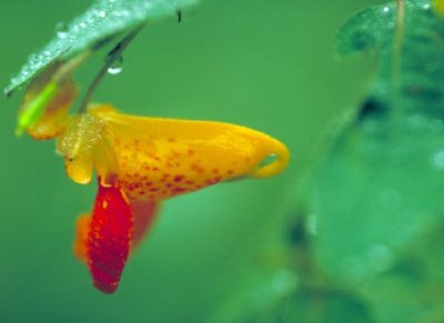 Fläckig Jewelweed