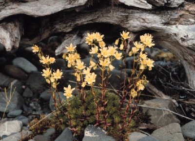 Saxifrage manchado