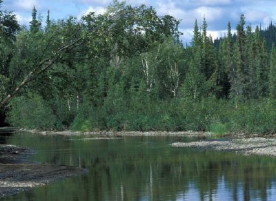 Bosque de abetos y abedules a lo largo del río Kanuti