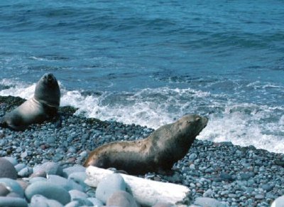 Lions de mer de Steller