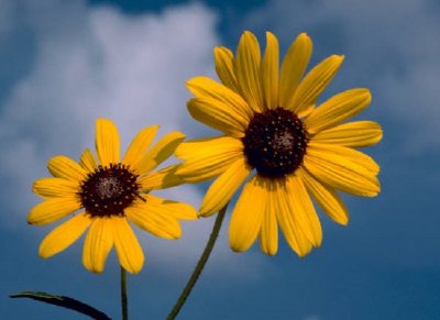 Sunflower jigsaw puzzle