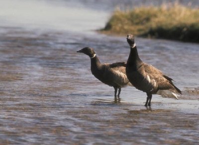 Brant Pair jigsaw puzzle