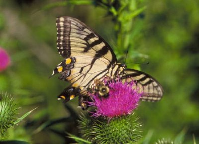 Borboleta rabo de andorinha e abelha no cardo